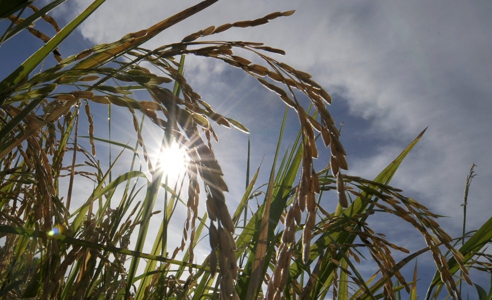 La sequía amenaza con dejar en barbecho el 50% de la producción de arroz en España