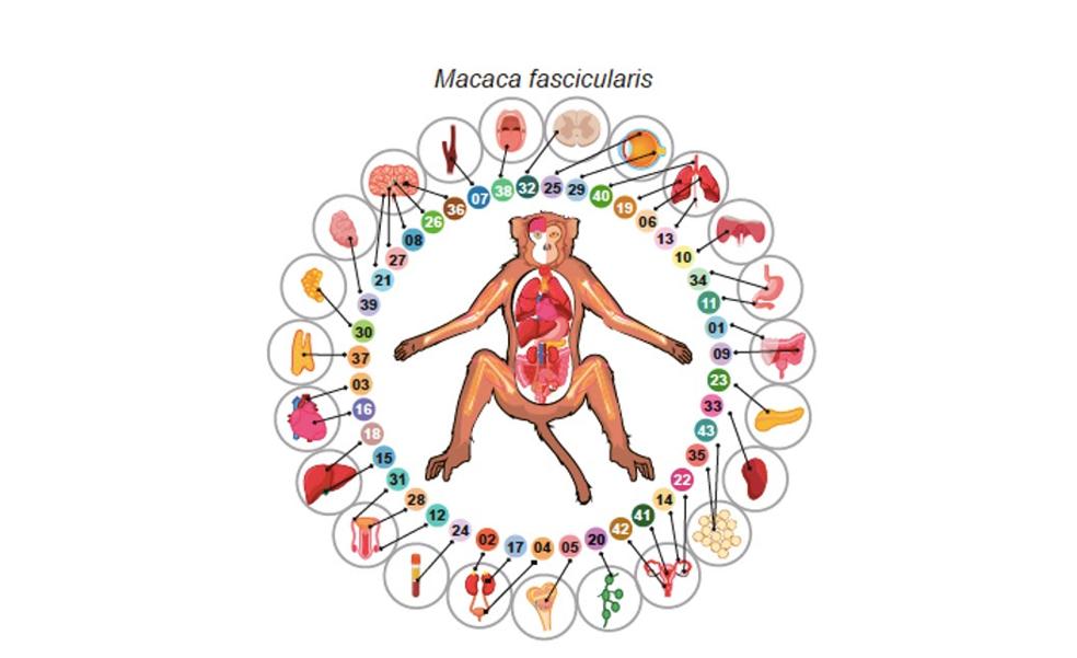 El primer atlas celular del cuerpo de un mono abre vías de tratamiento de enfermedades humanas