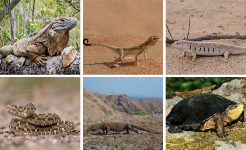 Una de cada cinco especies de reptiles está en peligro de extinción