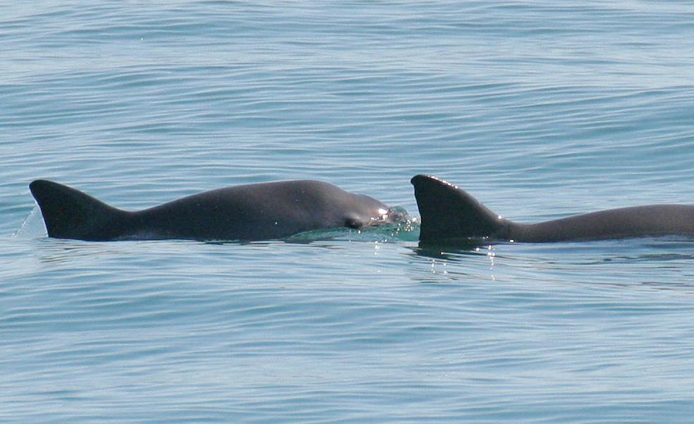 Las diez vaquitas marinas que quedan podrían bastar para recuperar la especie