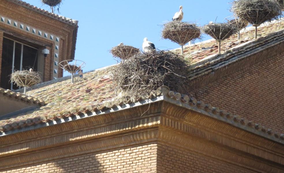 Alfaro destina al control de palomas y estorninos 14.520 euros al año