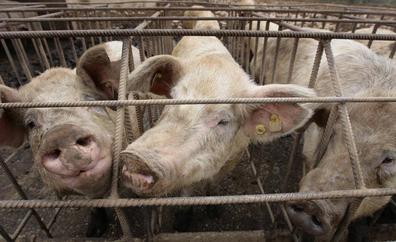 Autorizada la ampliación de una granja porcina que albergará seis mil cerdos en Corera