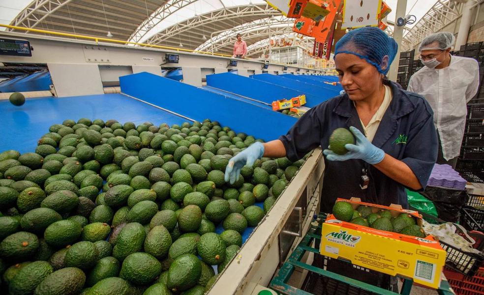 El PERTE agroalimentario inyectará 1.800 millones al sector desde el mes que viene