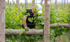 Campo Viejo reducirá sus compras de uva esta campaña por el temor a más tasas en Reino Unido