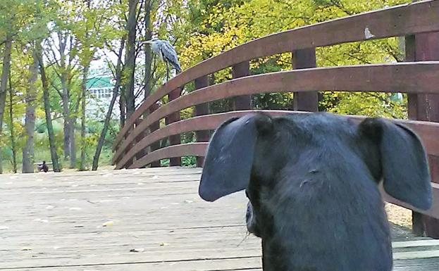 La fauna de Logroño