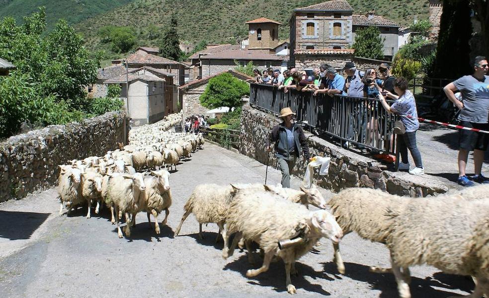 Las ovejas, protagonistas de una gran fiesta en Brieva