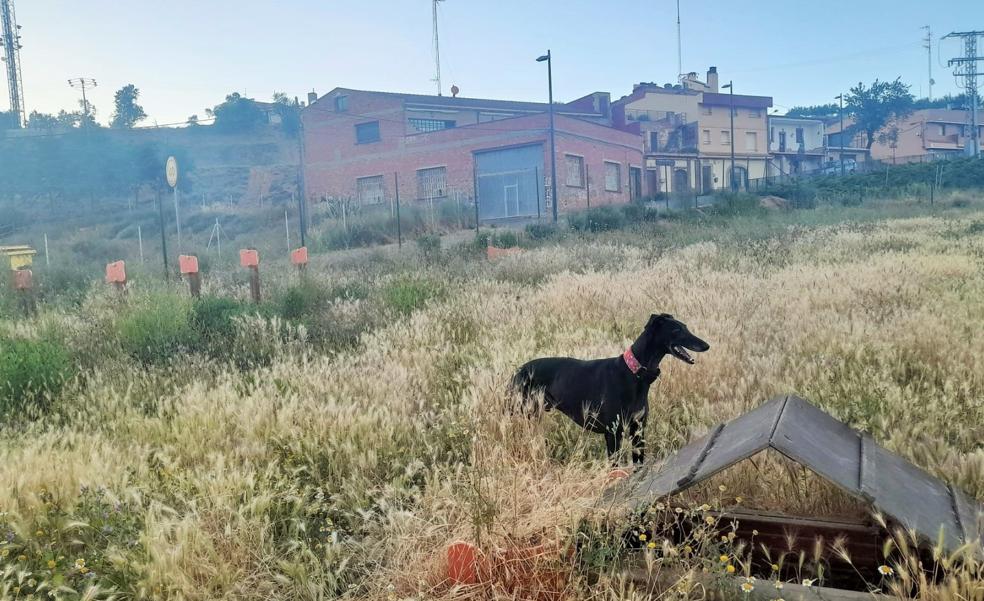 Villamediana, sin esparcimiento canino