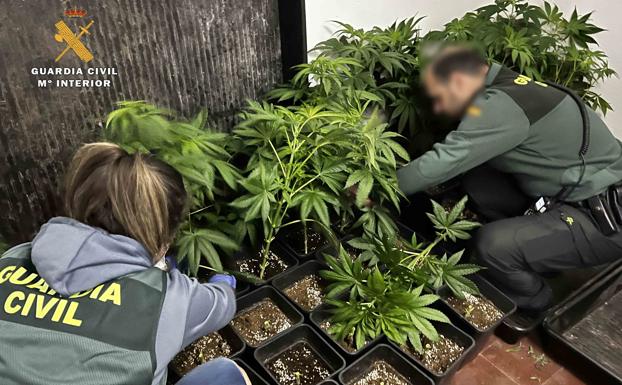 Intervenidas 282 plantas de marihuana y 3,57 kilogramos de cogollos en Albelda