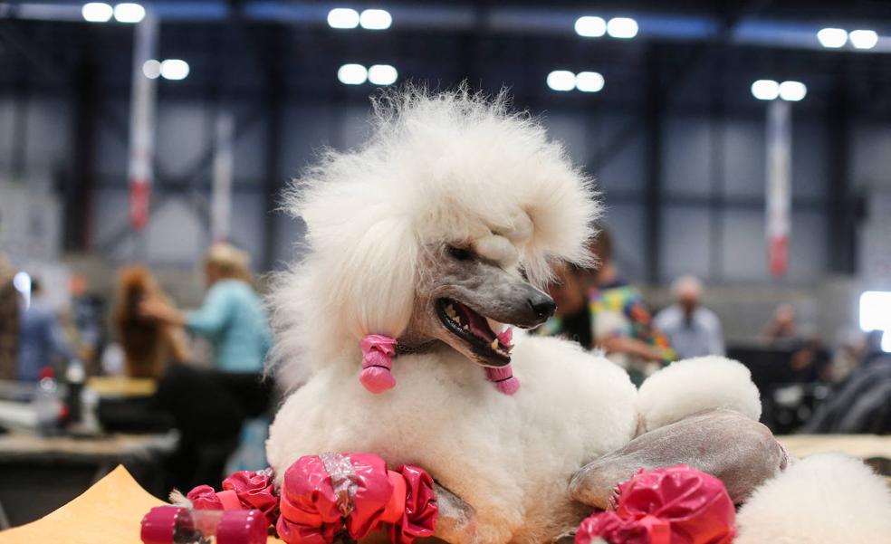 El campeón de los perros raros