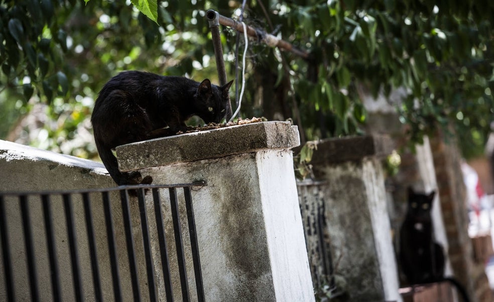 Diez millones de gatos libres, estériles o muertos