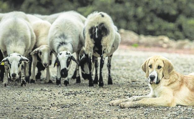Dorado: «Había más ataques cuando el lobo era cazable que ahora que está protegido»