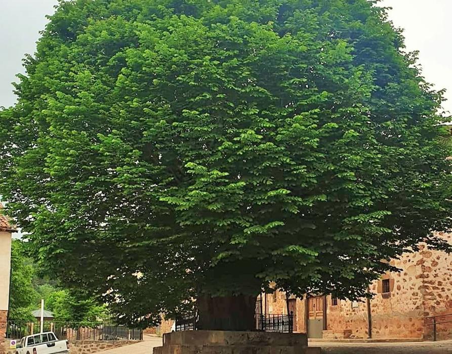 Auge y caída de un olmo que es más que un árbol