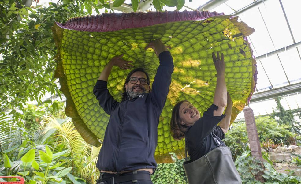 Descubren el nenúfar gigante más grande del mundo