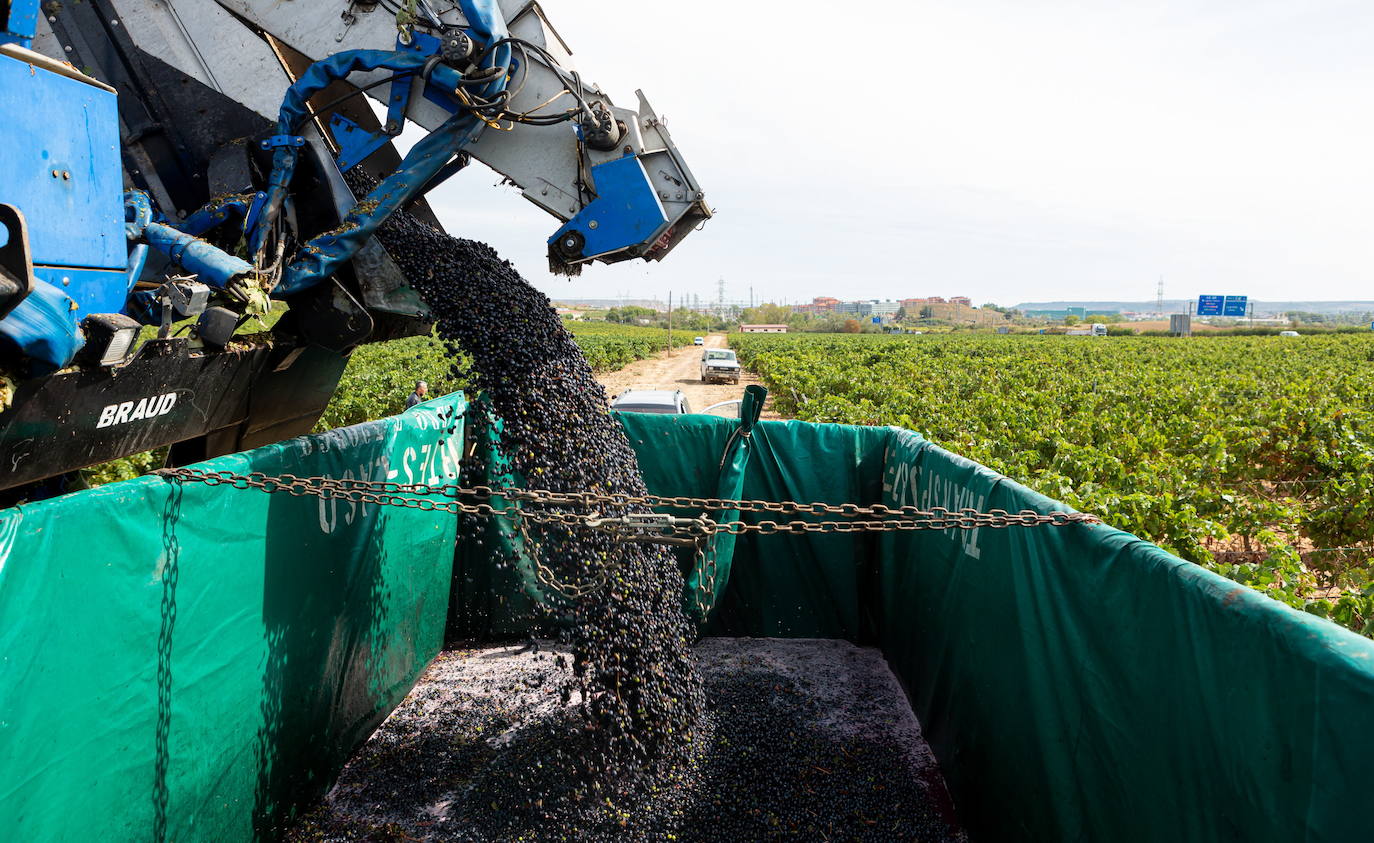 Los rendimientos para la vendimia siguen en el aire ante la falta de acuerdo