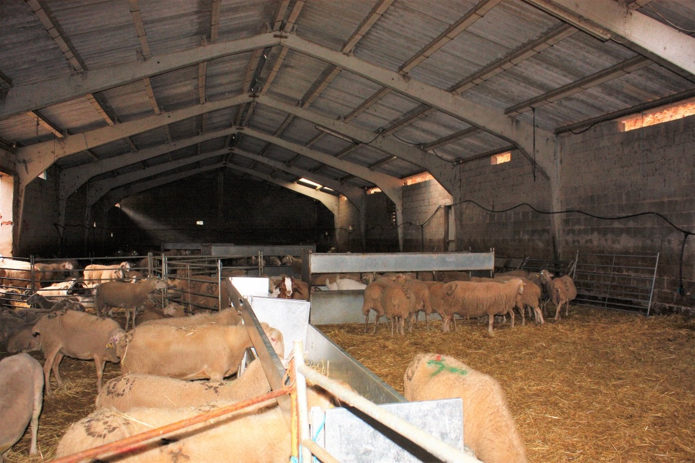 El pabellón para el rebaño de la escuela de pastores se adjudica por 474.900 euros