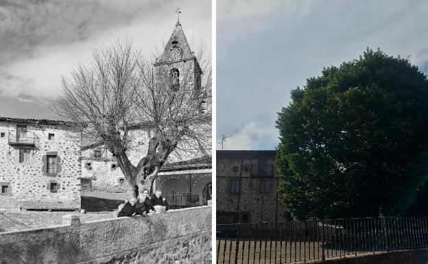 El icónico árbol de los rasillanos
