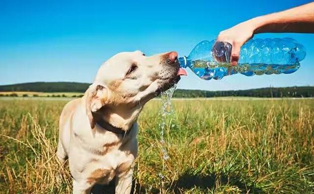 Cómo cuidar a su mascota durante una ola de calor