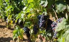 Casi la mitad de la uva tinta se vendió el año pasado bajo el coste medio de producción
