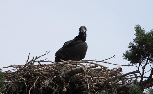 El polluelo 'riojano' de buitre negro, listo para volar