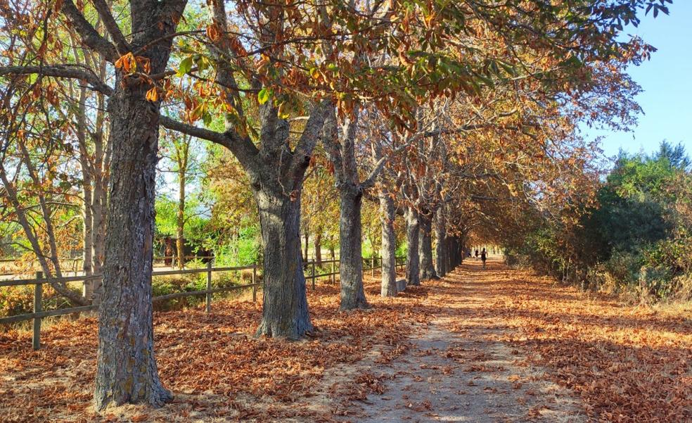 La cameraria adelanta el otoño en el paisaje de Santo Domingo