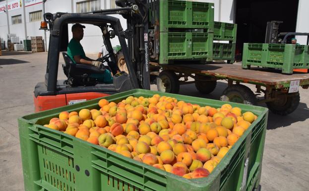 Recogida de fruta desigual por las heladas sufridas este año