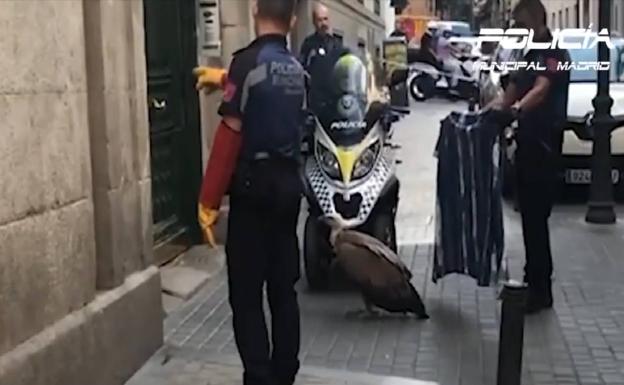 Rescatado un buitre agotado en pleno centro de Madrid