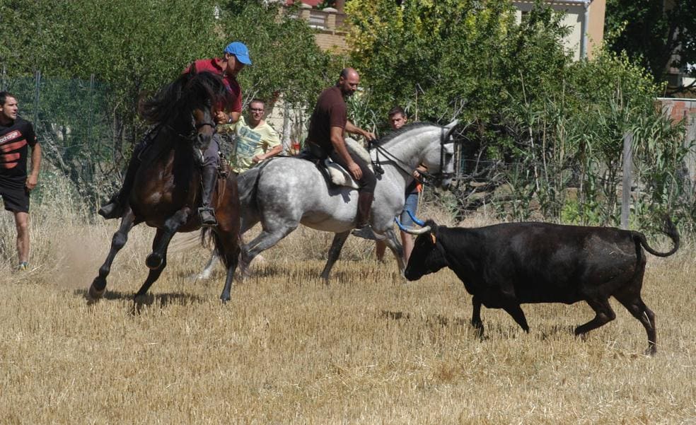 La saca de vacas, el acto principal de las fiestas de Valverde