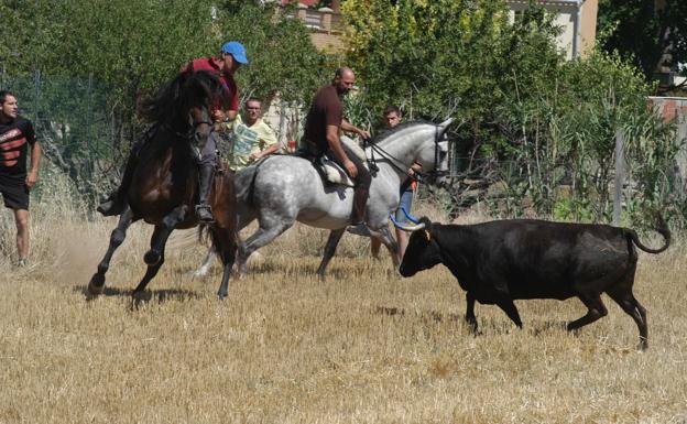 La saca de vacas, el acto principal de las fiestas de Valverde