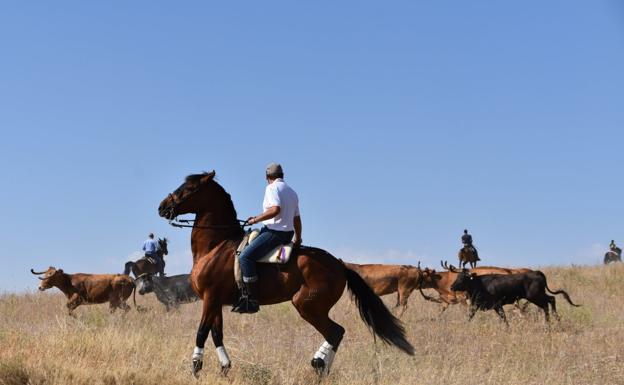 Las reses se escapan en el estreno de formato de la saca de vacas de Valverde