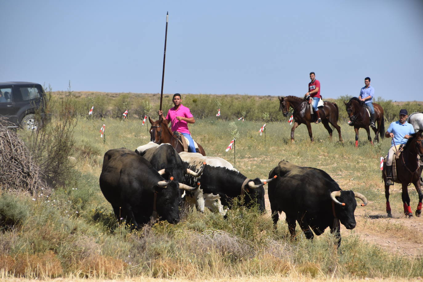 La saca de vacas de Valverde