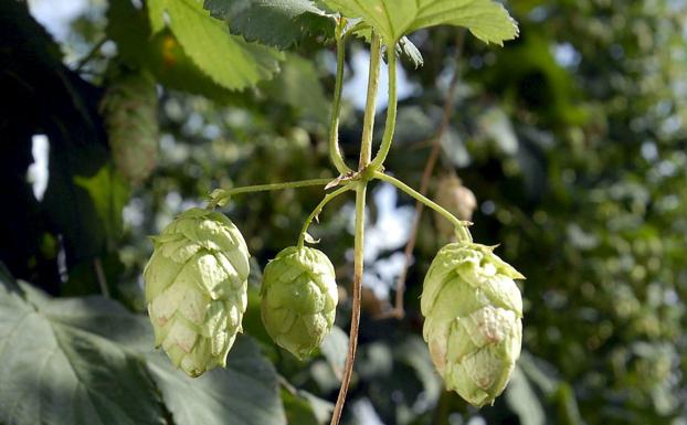 Lúpulo, la planta que se convierte en ingrediente principal de la cerveza