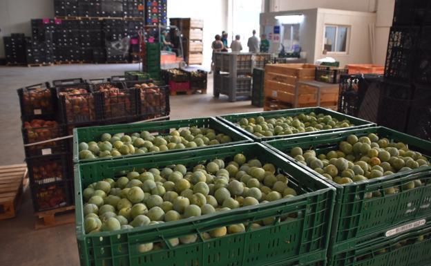 La cosecha de ciruela se reduce en La Rioja un 65% respecto a 2021