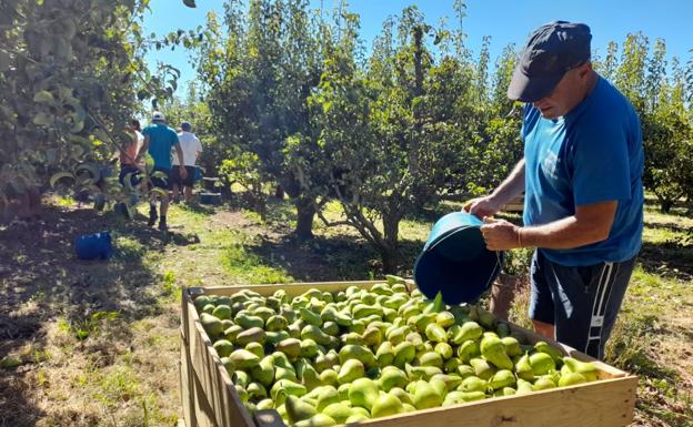 Menos kilos y buen estado de la pera en el comienzo de campaña