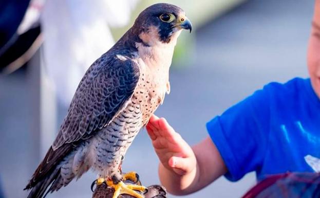 Luz, sonidos, instalaciones y altos vuelos