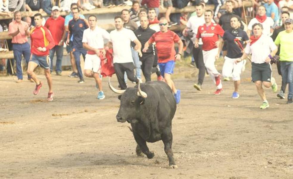 El Gobierno acude a la Fiscalía para que no se celebre el Toro de la Vega