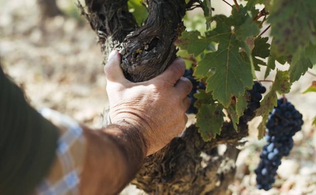 Progreso y sosiego para una buena vendimia