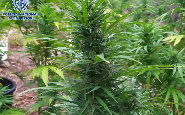 Detenido por un cultivo de marihuana de 19 plantas en el monte Moncalvillo