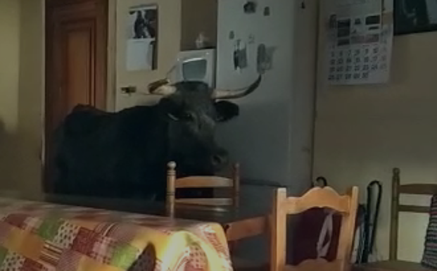 Vídeo | Susto con una vaca que entró en una casa en Cabretón