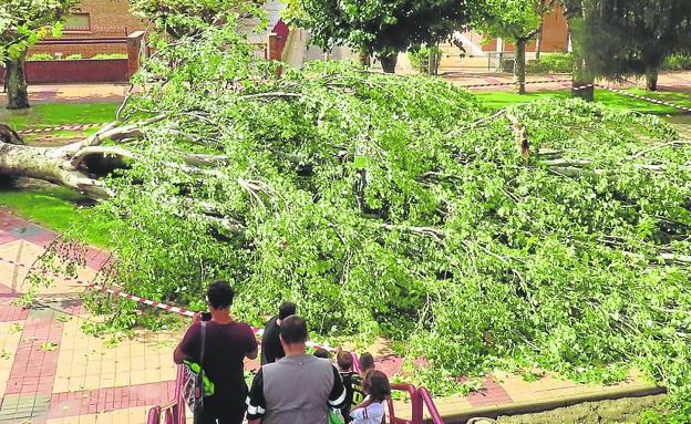 Dos trombas de agua y viento sobre Alfaro afectan al arbolado de La Florida