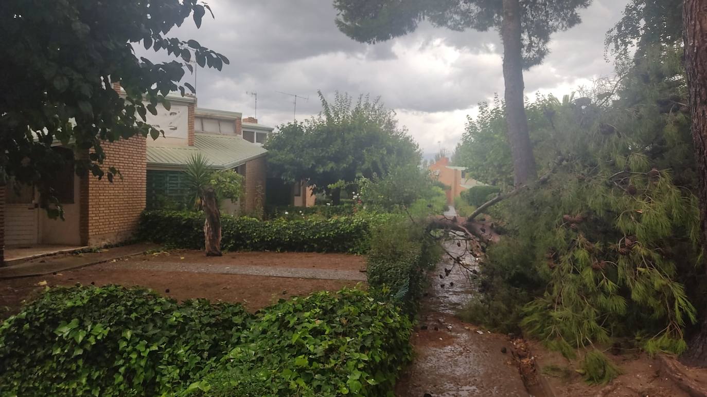 La tormenta azota los árboles en Alfaro