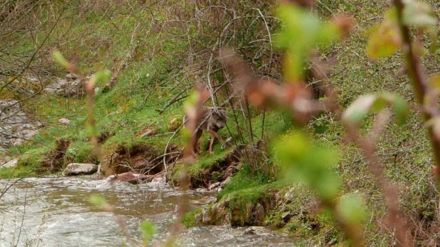 Tres guardas rurales ahuyentan a los lobos con dispositivos luminosos y sonoros