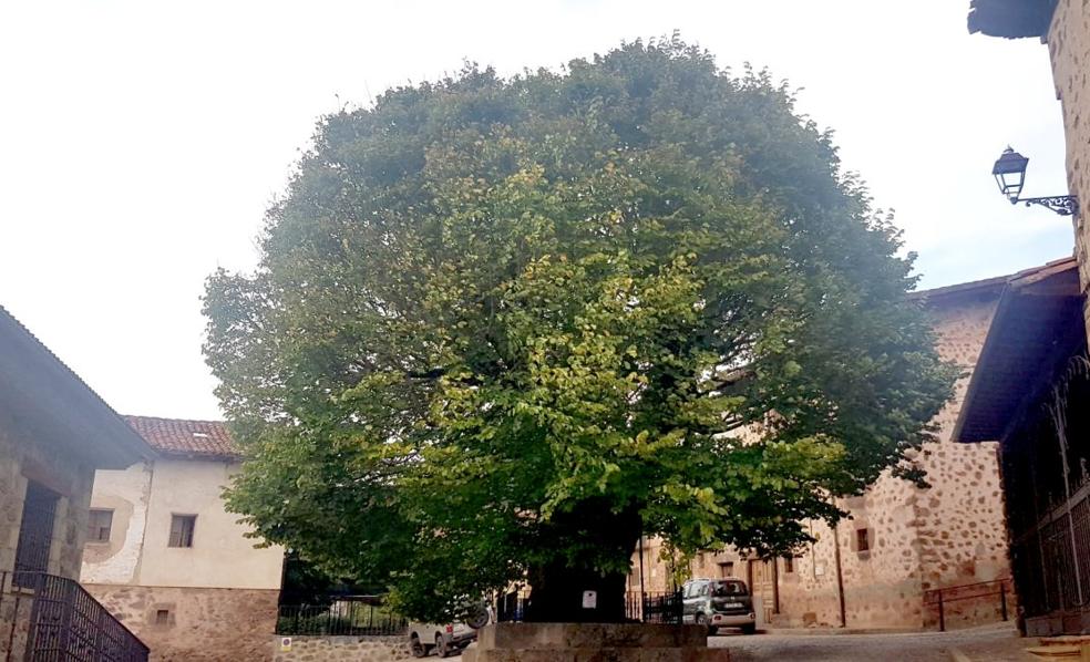 El olmo de El Rasillo obra otro milagro contra la grafiosis