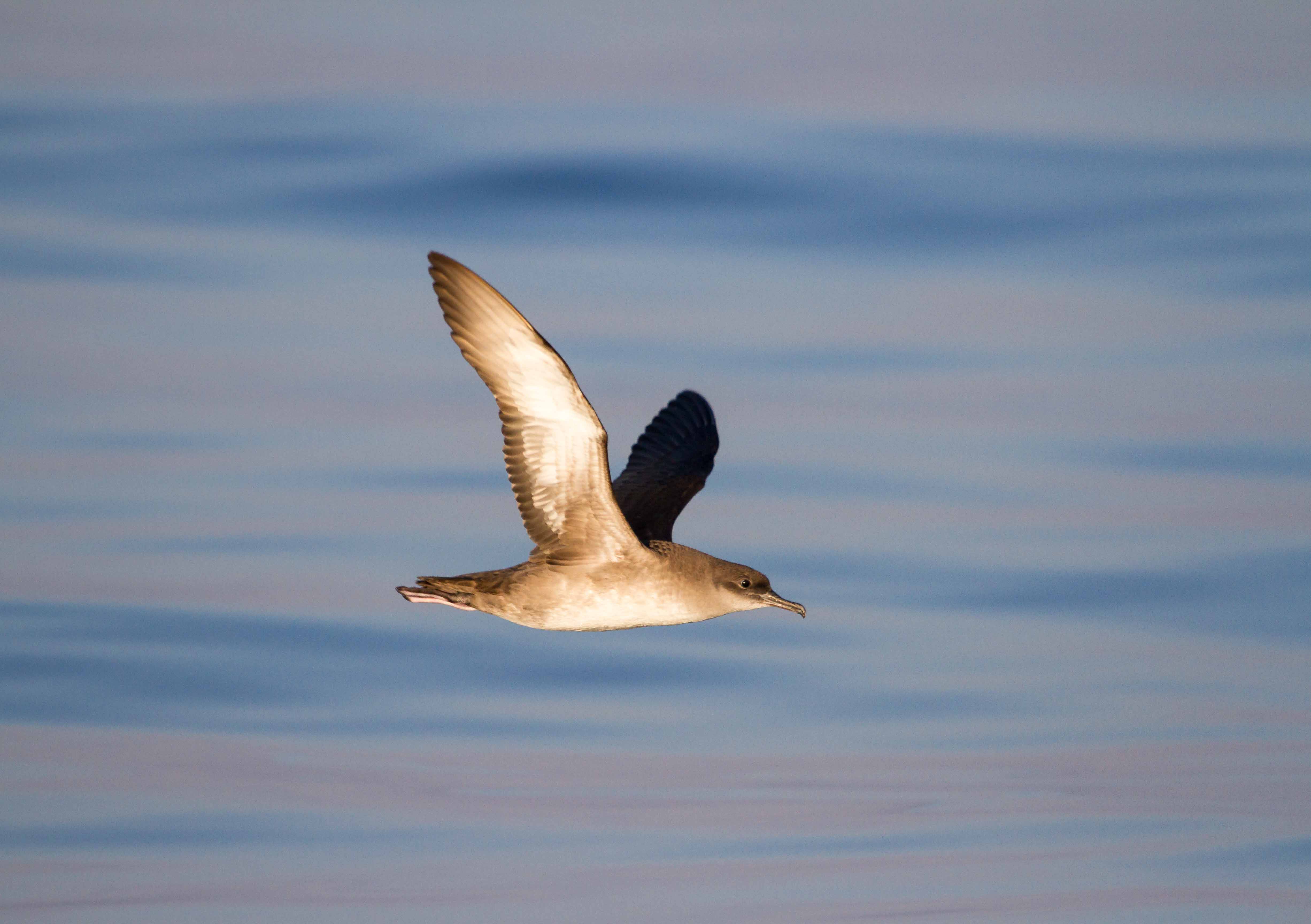 El pájaro con el canto más feo del mundo