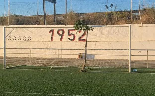 Actos vandálicos en el San Miguel, de Rincón de Soto: un árbol en medio de la portería