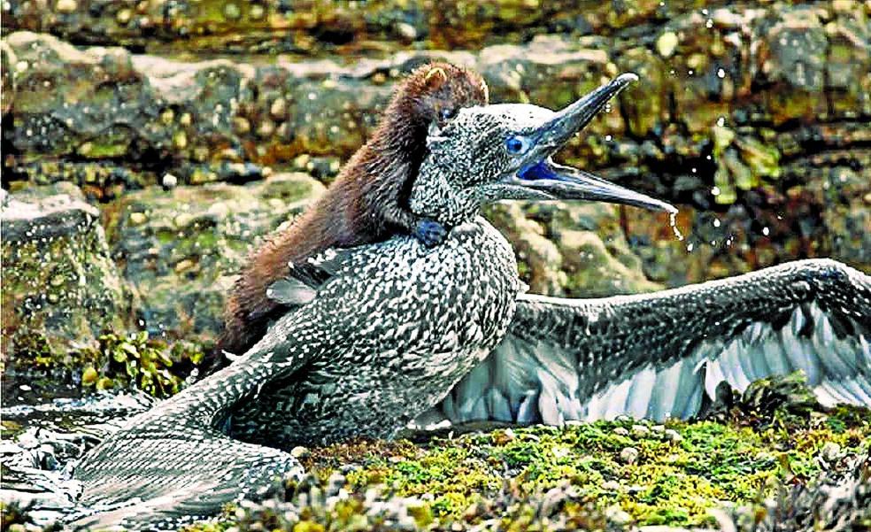 Los visones americanos atacan en la costa