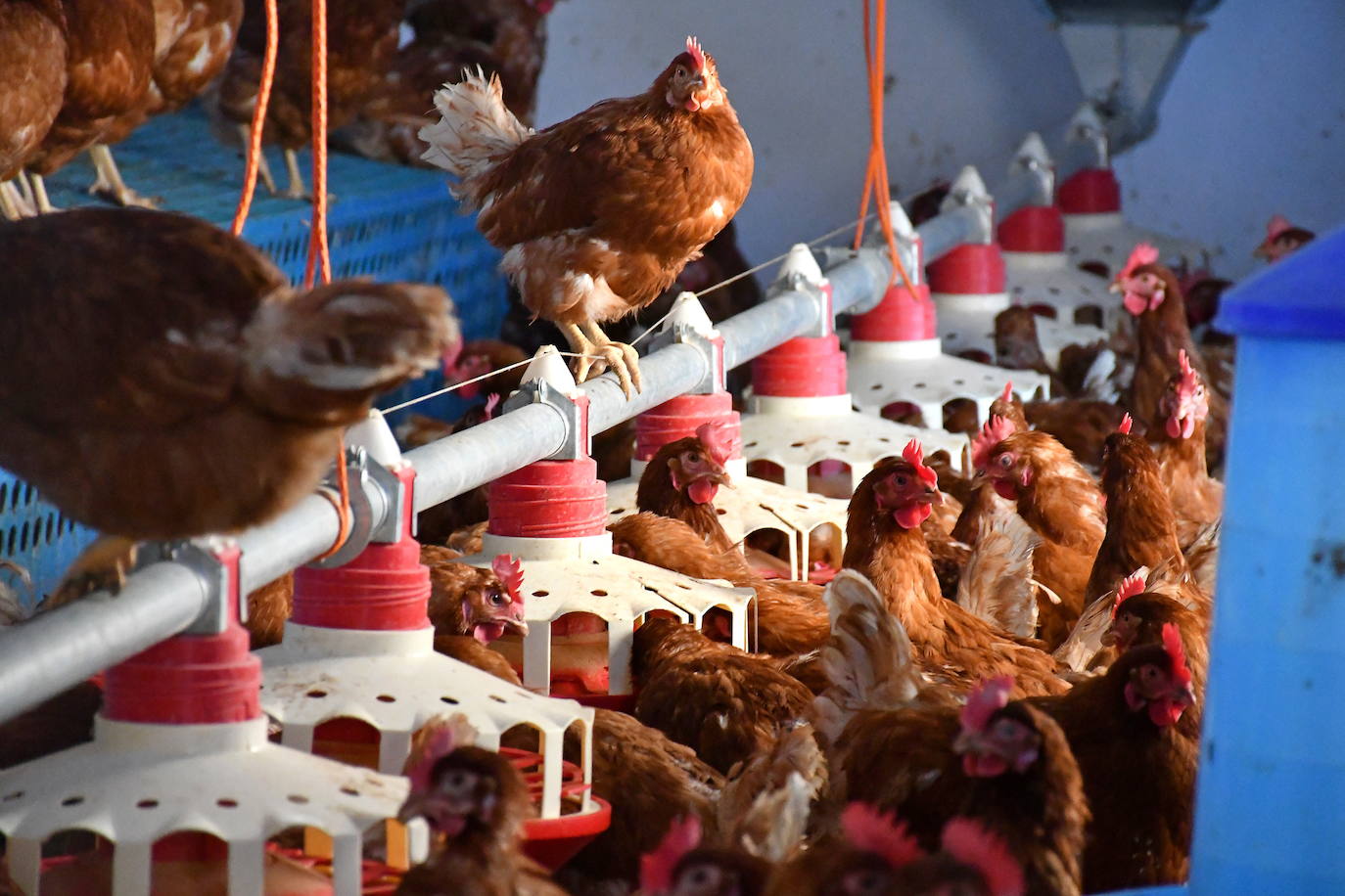 ¿Está caro el pollo? Los productores denuncian que les pagan menos de lo que cuesta criarlo