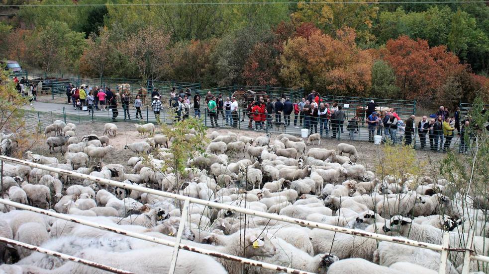 Feria ganadera de Anguiano