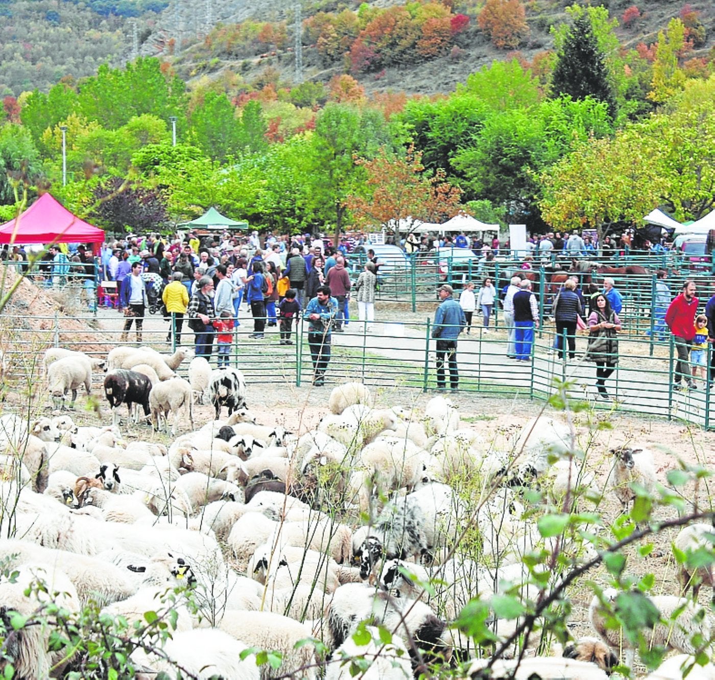 Tratando de recuperar el alma ganadera