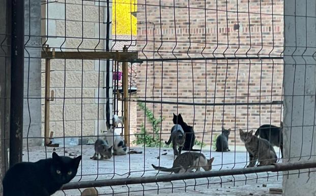 «Hasta 24 gatos en Canales de la Sierra»