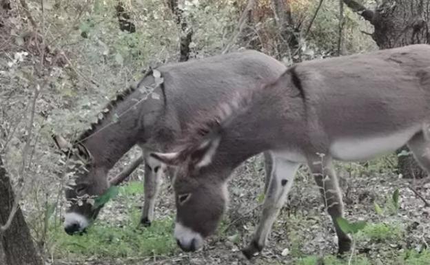 ¿Sabes qué son los burros desbrozadores de Doñana?